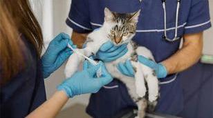 Moreno realizar&aacute; operativos gratuitos de castraci&oacute;n y vacunaci&oacute;n antirr&aacute;bica en abril