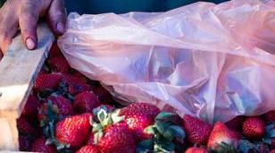 Semana de la Frutilla en Moreno: d&oacute;nde comprar y qu&eacute; actividades habr&aacute;