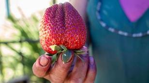 La Semana de la Frutilla se extiende en Moreno Centro con venta directa al p&uacute;blico