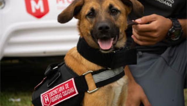 Morón suma una unidad canina para detectar explosivos y drogas