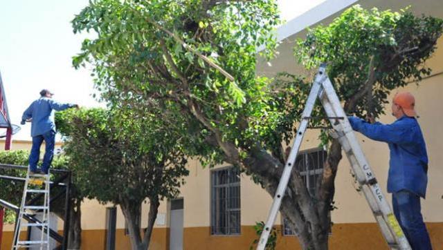 Ituzaingó suma medidas para cuidar su arbolado urbano
